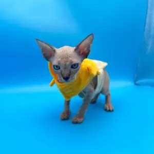 Available Kittens Naked Sphynxery