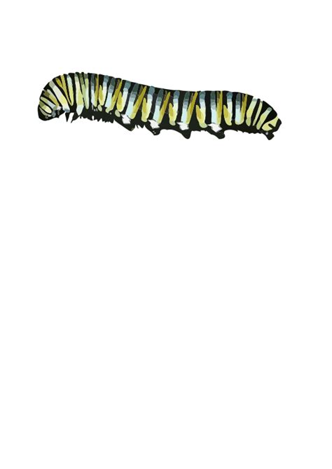 Butterfly Caterpillar Clipart