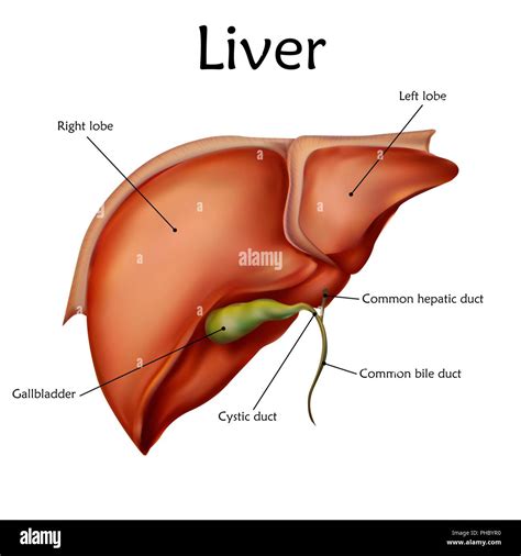 Human Liver With Labels Illustration Stock Photo Alamy