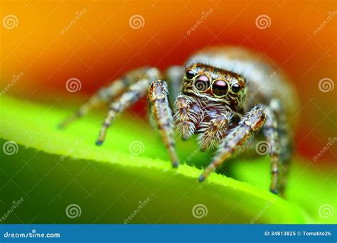 Spider Close Up Camel Spider Isolated On White Background. Closeup The ...