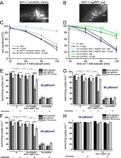 Figure S2. Light-induced inactivation of SNT-1::miniSOG or degradation ...