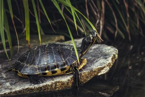 Tartarughe e coccodrilli ecco i motivi perché rischiano l estinzione