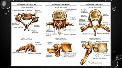 Aparato Locomotor LOCOMOTOR PDF COMPLETO PPT