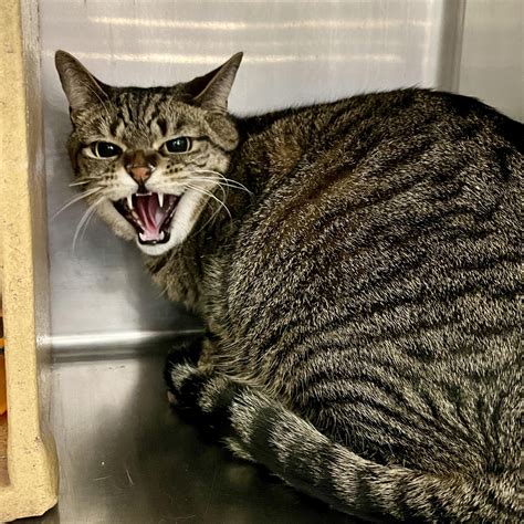 Grasshopper – Feral Feline Friends of East Tennessee