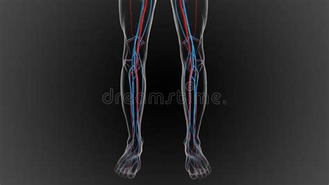 Arteries Carry Oxygenated Blood and Veins Carry Deoxygenated Blood 3D ...