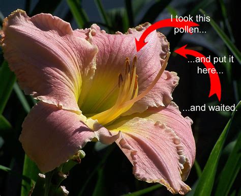 Flower Sex Daylily Haiku Thursday A Girl And Her Garden A Daylily Blog