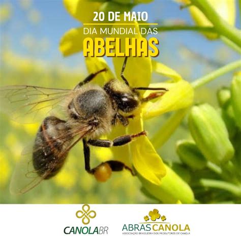 Dia Mundial das Abelhas Notícias ABRASCANOLA Associação