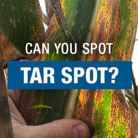 Can You Spot Tar Spot Syngenta US