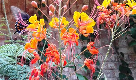 Pride Of Barbados Plants Us Priority Shipping Included