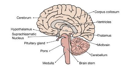 class  easy simple brain diagram   draw human brain ncert