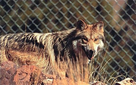 Wolf Reintroduction Alchetron The Free Social Encyclopedia