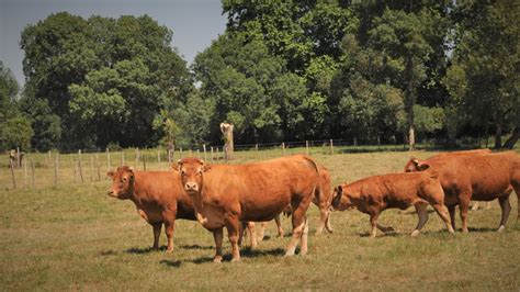 Le Poids De Lue Dans Le Commerce Mondial De Viande Bovine Diminue