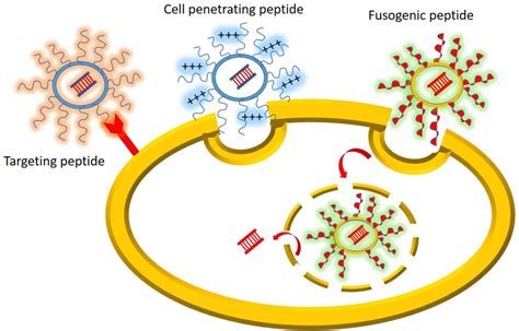 Targeting Peptides Cell Penetrating Peptides And Fusogenic Peptides