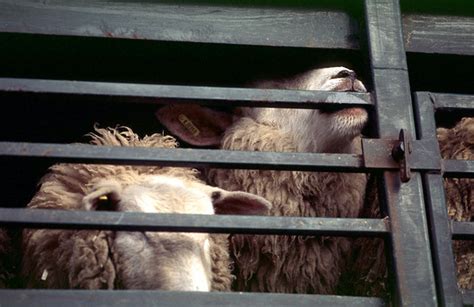 Sheep Distress Bites Metal Frame While Editorial Stock Photo Stock