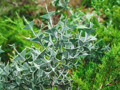 Colletia Cruciform Cruciata Gillies Crochet Dans Un Jardin Botanique