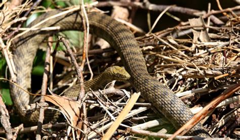 Boreal Forest Reptiles & Amphibians: The Boreal Encyclopedia