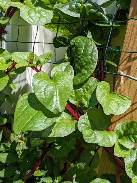 25 Red Malabar Spinach Alugbati Vietnamese Spinach Pui Poi Shak