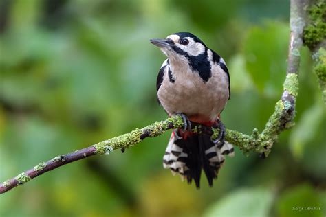 Pic Peiche Great Spotted Woodpecker Dendrocopos Major Serge