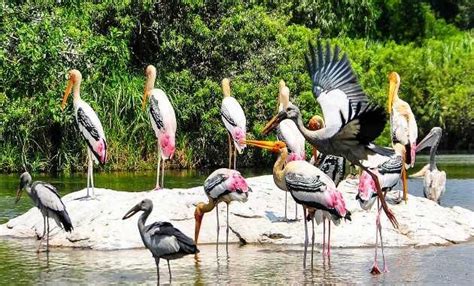 Kumarakom Bird Sanctuary - Kumarakom Houseboat Club