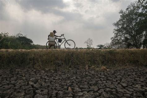 Dampak El Nino Hektar Sawah Di Serang Alami Kekeringan Dan