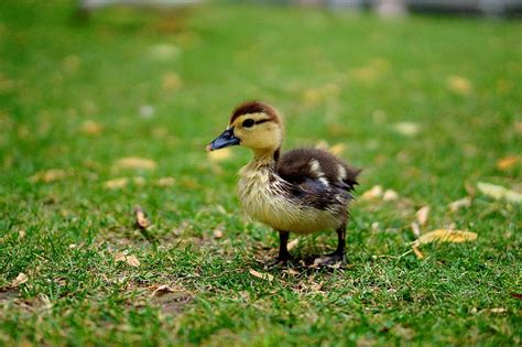 Der hübsche Enten Faden