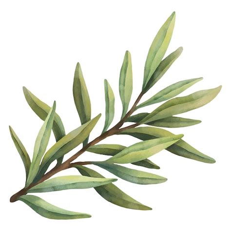 Premium Vector Watercolor Olive Leaves