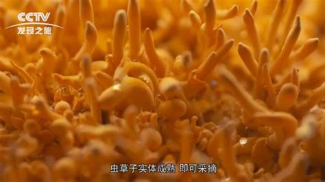 硒蛹虫草的培育腾讯视频