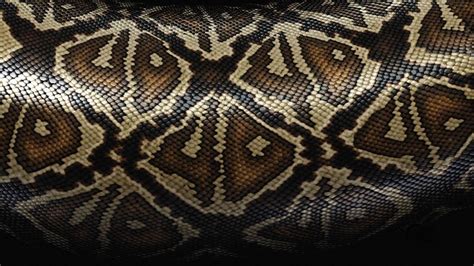 Wallpaper snake, scales, patterns, texture hd, picture, image