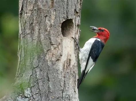 Red-Headed Woodpecker: Male Vs. Female Comparison, Visuals, Nesting ...