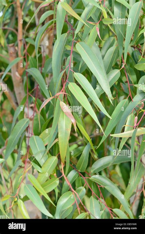 Lemon Scented Gum Corymbia Citriodora Syn Eucalyptus Citriodora Stock