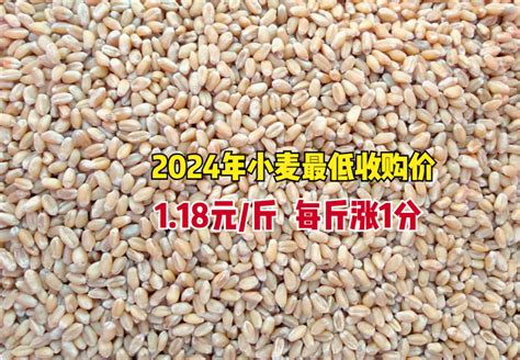 四连涨！2024年小麦最低收购价每斤118元，上涨1分，意义在哪？腾讯新闻