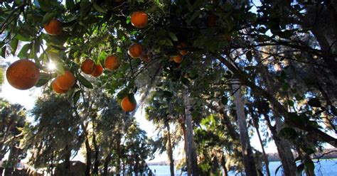 Facts About Florida Oranges Citrus VISIT FLORIDA