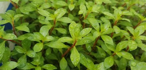 Ludwigia Repens X Arcuata Live Aquarium Plants Pearlingplants