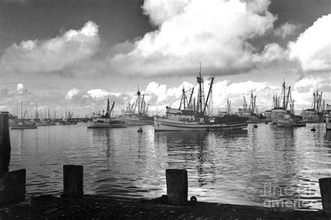 Sardine Purse Seiners Fishing Fleet At Anchor Monterey Bay Circa 1940