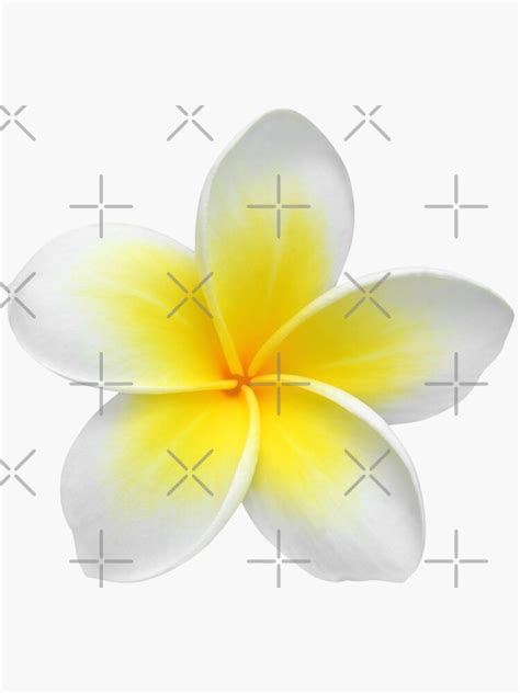 Hawaiian Plumeria Sticker For Sale By PixDezines Redbubble