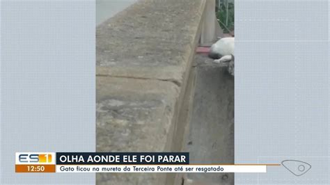 Gato Resgatado Ao Ficar Preso Em Mureta Da Terceira Ponte Esp Rito