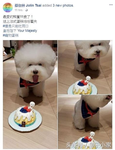 人狗減肥：蔡依林愛犬11歲生日，豪華蛋糕有得睇無得食 每日頭條