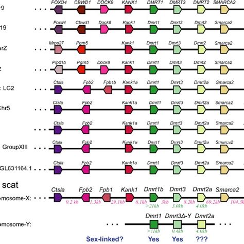 Syntenic Analyses Of Dmrt And Dmrt And Their Adjacent Genes In