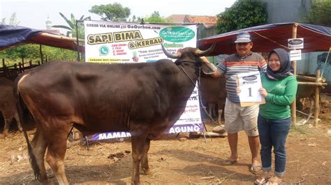 Sapi Qurban No Sapi W Kandang M Goqurban Jual Kambing