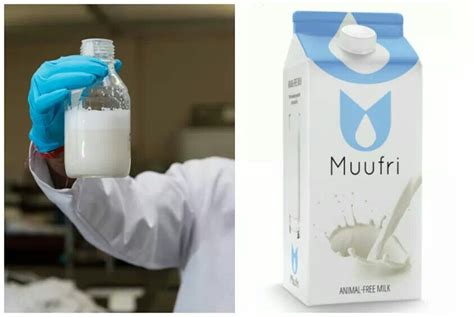 This Is So Cool A Genetically Engineered Milk Said To Hit Shelves In 2015 😆 Cows Milk Milk