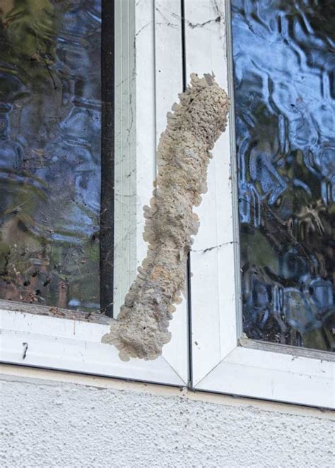 6 Types Of Wasp Nests Identification Photos 6 Things To Know The