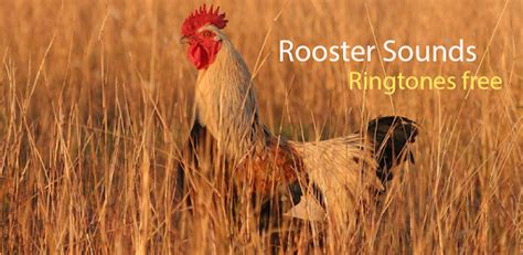 Rooster Sound and Ringtones - Apps on Google Play