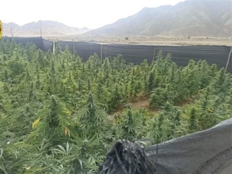 Ica Sujetos Armados Cultivaban 6 Mil Plantas De Marihuana En Una