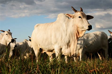 Acropostite fimose em touros JA Saúde Animal