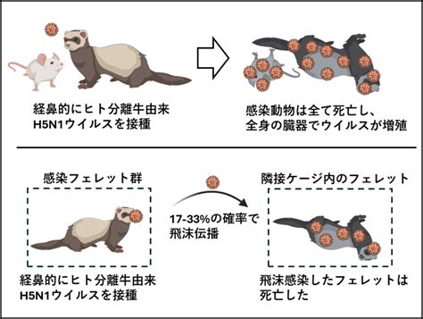 H5n1高病原性鳥インフルエンザウイルス テック・アイ生命科学