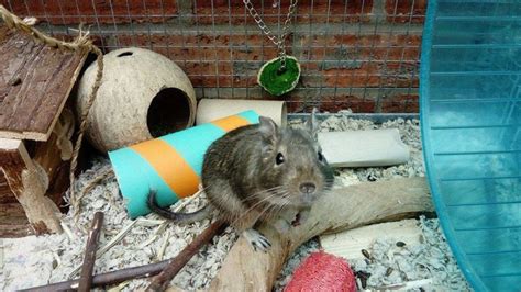 Choosing The Right Accessories for Your Degu Cage