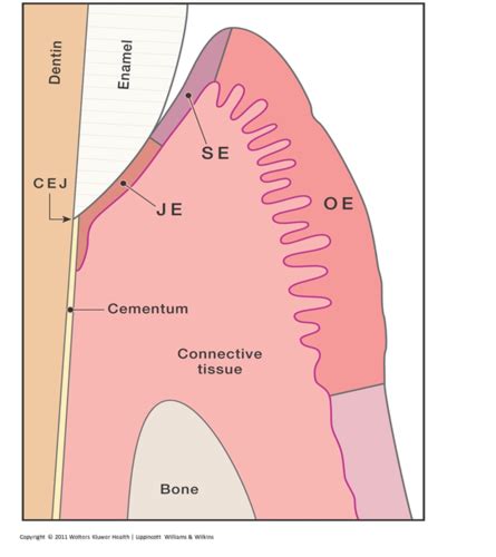 Perio Ch Microscopic Anatomy Of The Periodontium Flashcards Quizlet