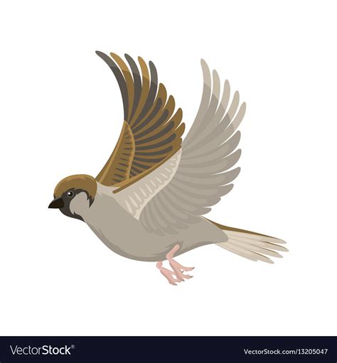 Sparrow Flying Bird Royalty Free Vector Image Vectorstock