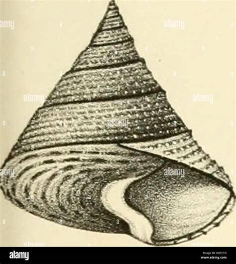 Biblioth Que Conchyliologique Les Mollusques Ww Lkc