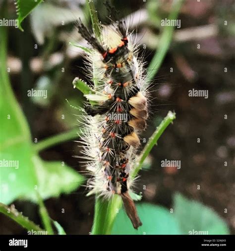 Western Tussock Moth Caterpillar Stock Photo Alamy